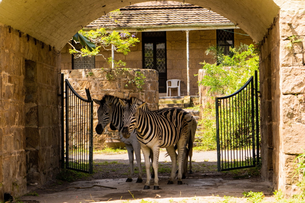 dierentuin