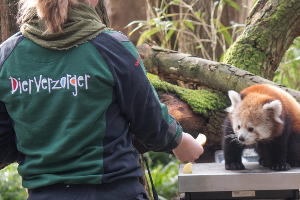 dierentuin verzorger