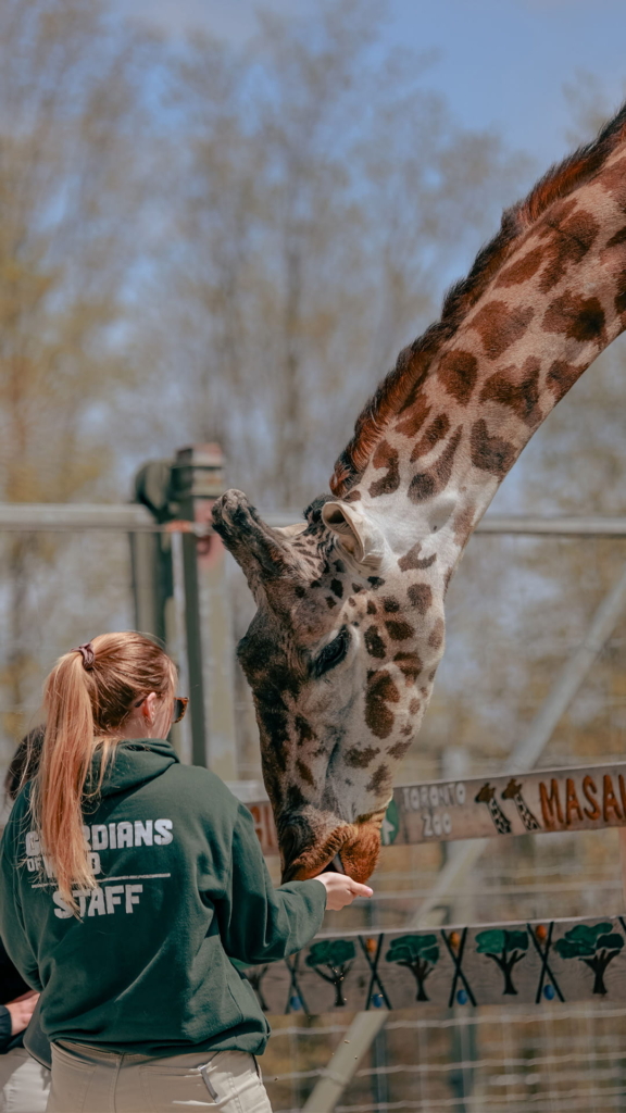 dierentuinen giraffe foto toegangscontrole
